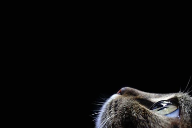 Wallpapers Look Up Cat Backgrounds Black   1920 X 1080   Animals ...