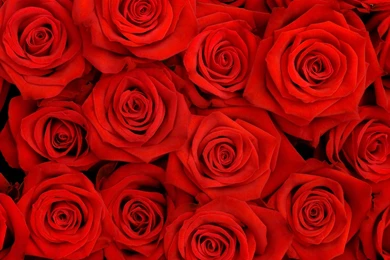 Red Rose Backgrounds