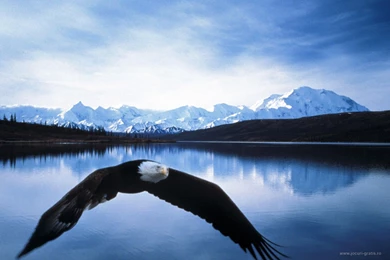 Eagle Wallpapers Desktop