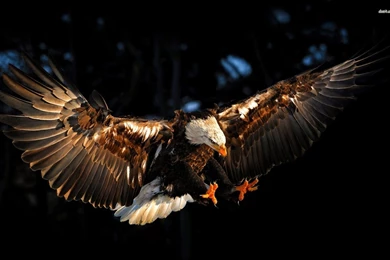 Wonderful Eagle Wallpapers