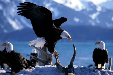 Free Bald Eagle Wallpapers   Animals Town