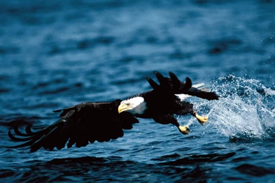 Best Eagle Wallpapers Dowload