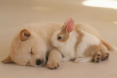 Free Puppy Wallpapers For Windows