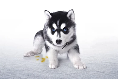 Husky Puppy Wallpapers   Animal Wallpapers