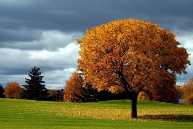 1600x900 Autumn Tree Backgrounds Wallpapers