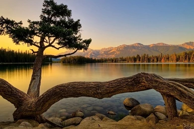 Wallpapers catalogue.com Tarantula Tree In 1600x900 Resolution.