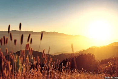 Summer Wallpapers   Seasonal Wallpapers   Crazy Frankenstein