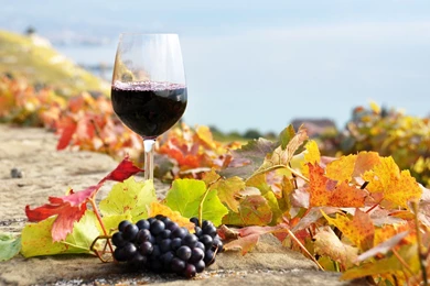 234 Wine HD Wallpapers