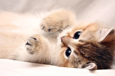 Kitten Wallpapers 1280x800 Kitten Wallpapers 1366x768 Kitten ...