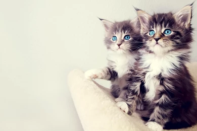 Cute Kitten Wallpapers HD Jpg   PowerballForLife