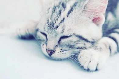 Cute Kitten Cute Kittens Wallpapers 18562234 Fanpop   PowerballForLife