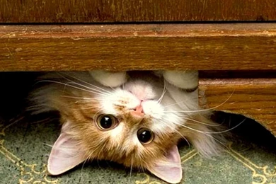 Cute Kitten Kittens Wallpapers 16122053 Fanpop PowerballForLife