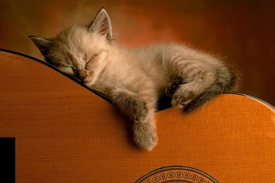 Cute Kitten Wallpapers   Kittens Wallpapers (16094679)   Fanpop