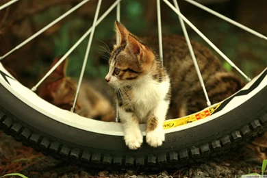 Kitten HD Desktop Wallpapers : Widescreen : High Definition ...