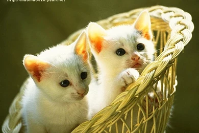 Cute Kitten Wallpapers   Kittens Wallpapers (13938529)   Fanpop
