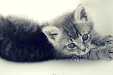 Kitten Wallpaper Images