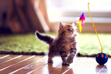 Cute Kittens Wallpaper Backgrounds