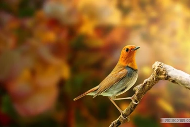 Colorful Sparrow Free Desktop Wallpapers