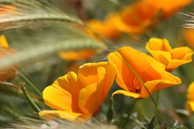 Flowers Wallpapers Free Download For Desktop   All Wallpapers New