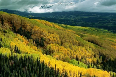 Aspen Forest In Early Fall, Ohio Pass, Gunnison National Forest ...