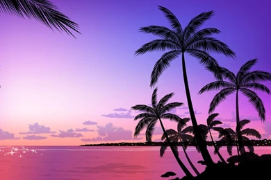 Palm Tree HD Wallpapers, Palm Tree Backgrounds, New Wallpapers
