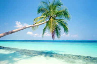Palm Tree Desktop Wallpapers