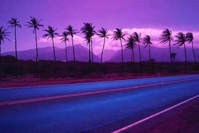 30 Palm Tree Wallpapers Pictures