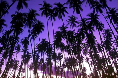 Landscapes Nature Hawaii Palm Trees Grove Wallpapers