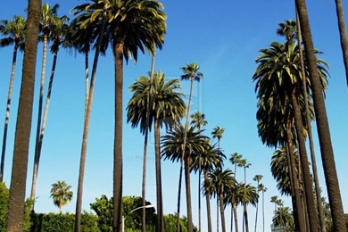Island Beach Palm Tree   Wallpaper.