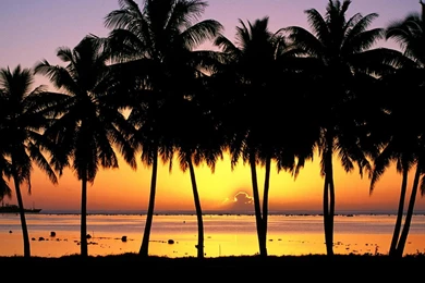 HD Quality Palm Tree Best Wallpapers   SiWallpapers 25319