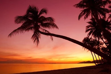 Tropical, Sunset, Palm Trees, Silhouette, Beach, Sea Wallpapers ...