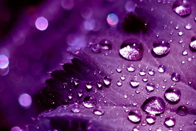 Pretty Purple Backgrounds Designs