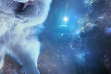 Cat In Space iPhone 5 Wallpapers