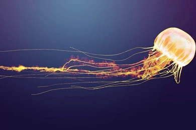 Jellyfish Wallpapers Jellyfish