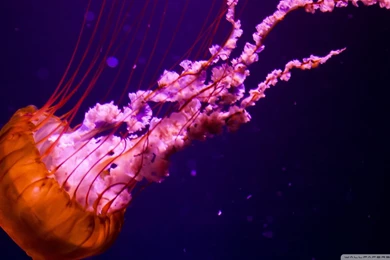 Glowing Jellyfish Wallpapers For Android