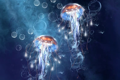 Jellyfish Desktop Wallpaper, Jellyfish Photos, New Wallpapers