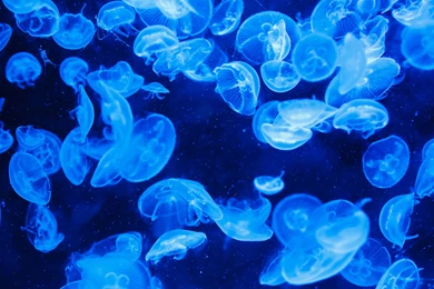 Jellyfish Wallpapers