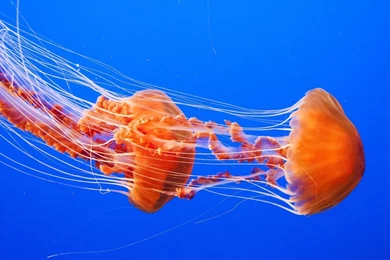Jellyfish Computer Wallpapers, Desktop Backgrounds