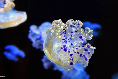 Colorful Jellyfish Wallpaper.