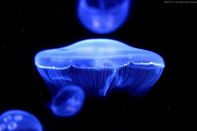 Box Jellyfish Wallpapers Wallpaper.