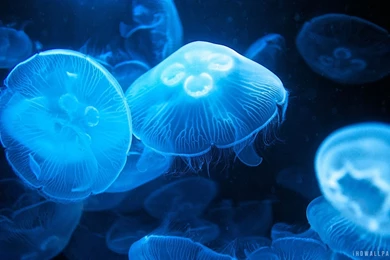 Moon Jellyfish HD Wallpapers IHD Wallpapers