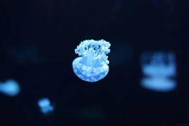 Jellyfish Wallpapers