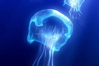 Jellyfish iPhone 5s Wallpapers