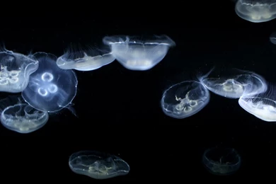 Jellyfish Wallpapers By Ebillan On DeviantArt