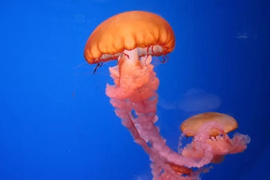 Box Jellyfish Wallpapers   Wallpaper.