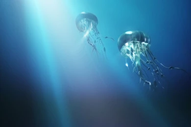 1280x800 The Journey Of The Jellyfish Desktop PC And Mac Wallpapers