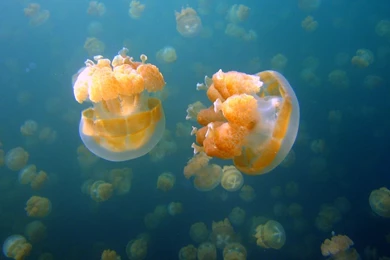 Jellyfish Ocean Computer Wallpapers, Desktop Backgrounds ...