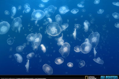 Jellyfish   Wallpapers   Sea Monsters: A Prehistoric Adventure ...