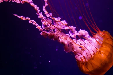 Purple Jellyfish Wallpapers