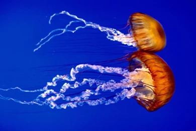 Jellyfish Wallpapers   178073